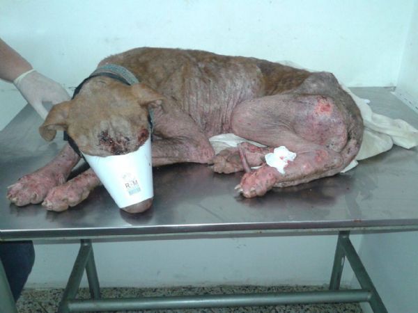 Pitbull  abandonado em carne viva na rua e resgatado por organizao que pede ajuda financeira
