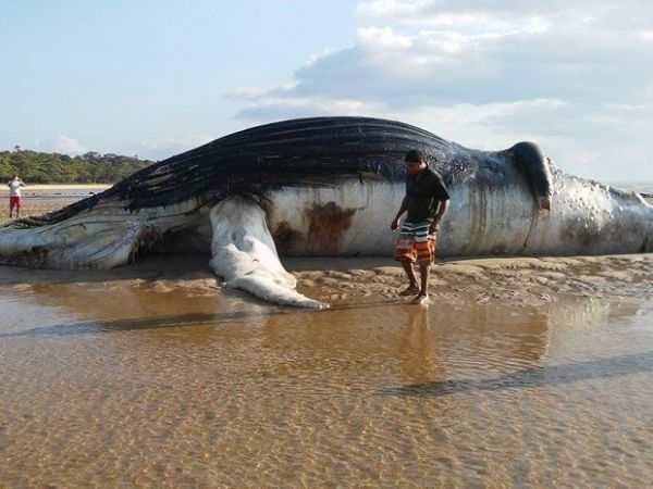 Baleia de 15 metros  encontrada morta em praia da cidade de Prado