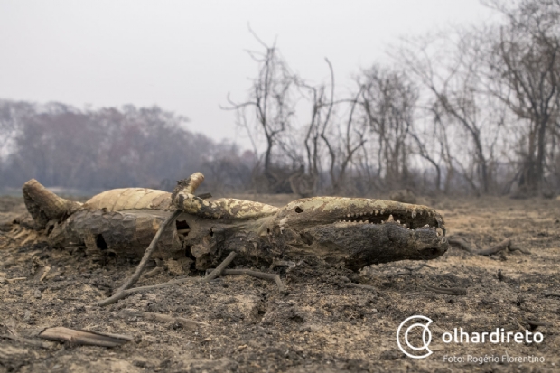 Imagens mostram animais carbonizados, rios secos e vegetao do Pantanal destruda; veja fotos