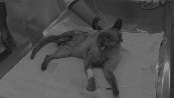Jornalista resgata gato atropelado e sem uma perna e precisa de ajuda para pagar cirurgia