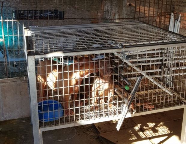 Cinco Pit Bulls so resgatados aps sofrerem maus tratos por idoso;  veja fotos 