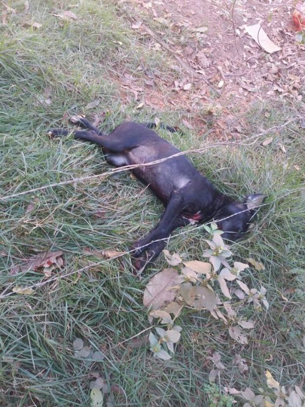 Mulher mata cachorro de estimao da vizinha a facadas em Vrzea Grande
