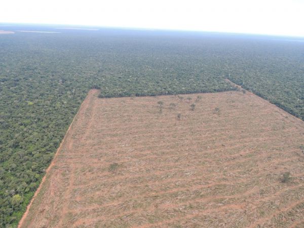 Com auxlio da tecnologia, Ibama impede que  900 hectares de floresta seja derrubado em Mato Grosso
