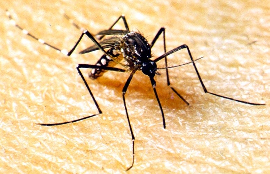 Secretaria de Saúde emite alerta para municípios reforçarem medidas de combate à dengue