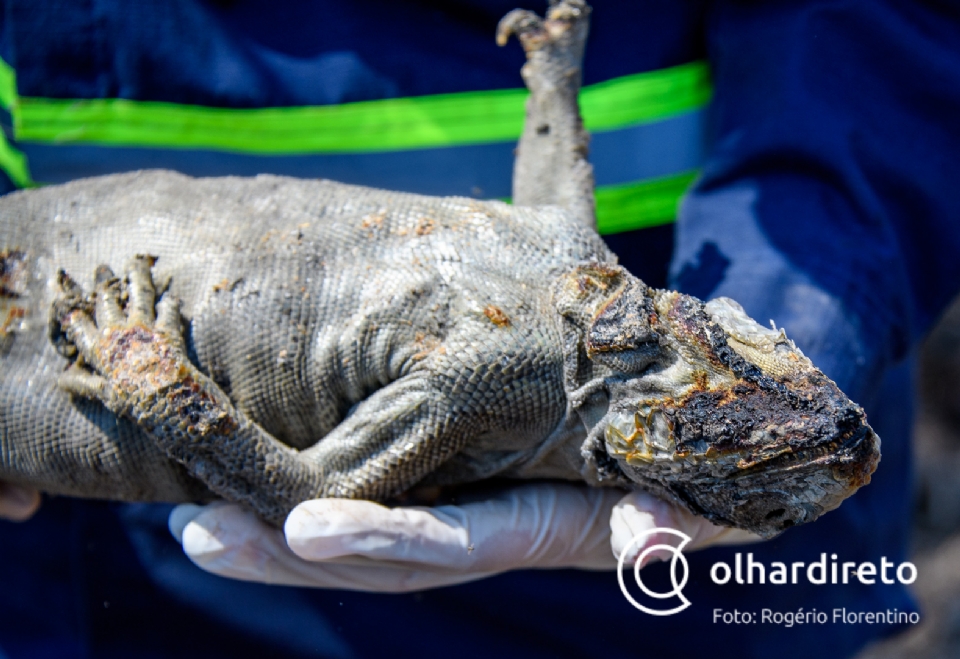 Queimadas na Transpantaneira deixam rastro de sofrimento e morte na fauna;  veja imagens