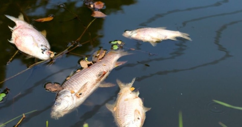Banhista faz filmagem e denuncia mortandade de peixes no Rio Araguaia: 