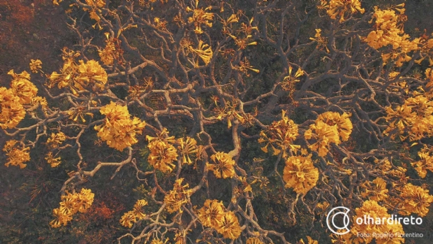Ips amarelos colorem paisagem seca da estrada de Chapada na poca de estiagem; veja imagens 