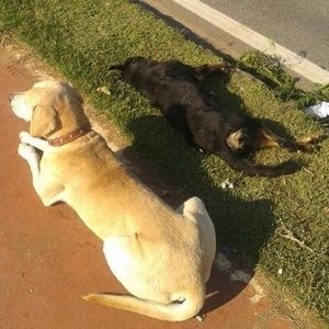 Cachorro ficou ao lado da companheira por pelo menos 10 horas, numa das avenidas mais movimentadas de Sorocaba, depois que a cadela foi atropelada e morreu