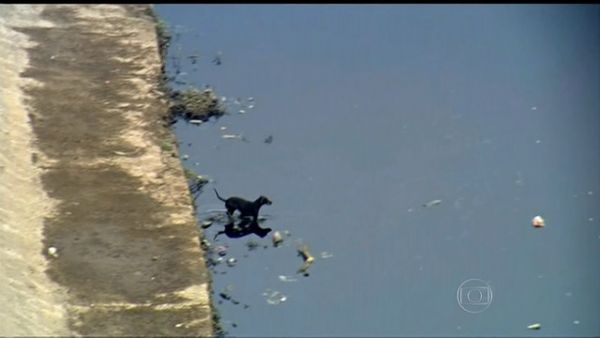 Cachorro nada e recolhe lixo no Rio Tiet em So Paulo