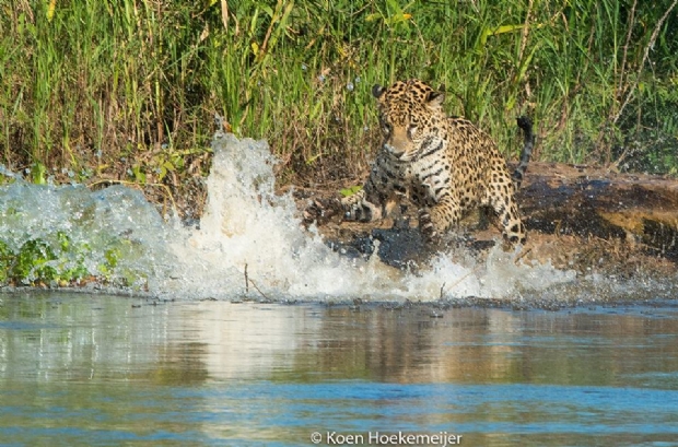 Fotgrafo holands flagra ona atacando jacar no Pantanal mato-grossense;  veja fotos 