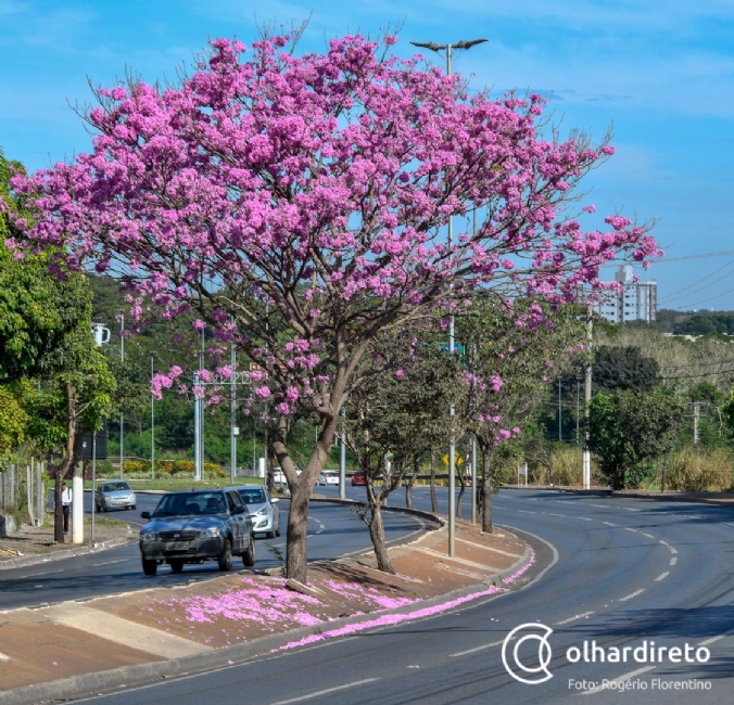 Florada de Ipês muda paisagem de Cuiabá; Avenida Mato Grosso ganha mais 80  árvores :: Notícias de MT | Olhar Direto
