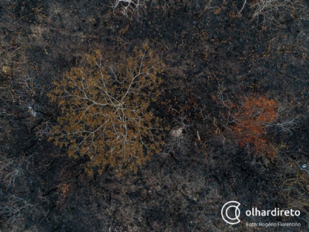 Queimadas destroem 99% de terra indgena e 2,1 milhes de hectares do Pantanal