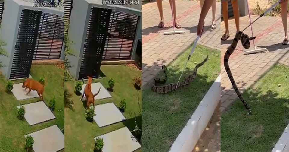 Cobra é capturada após atacar cachorros e tentar entrar em casa através de frestas de portão; veja vídeo