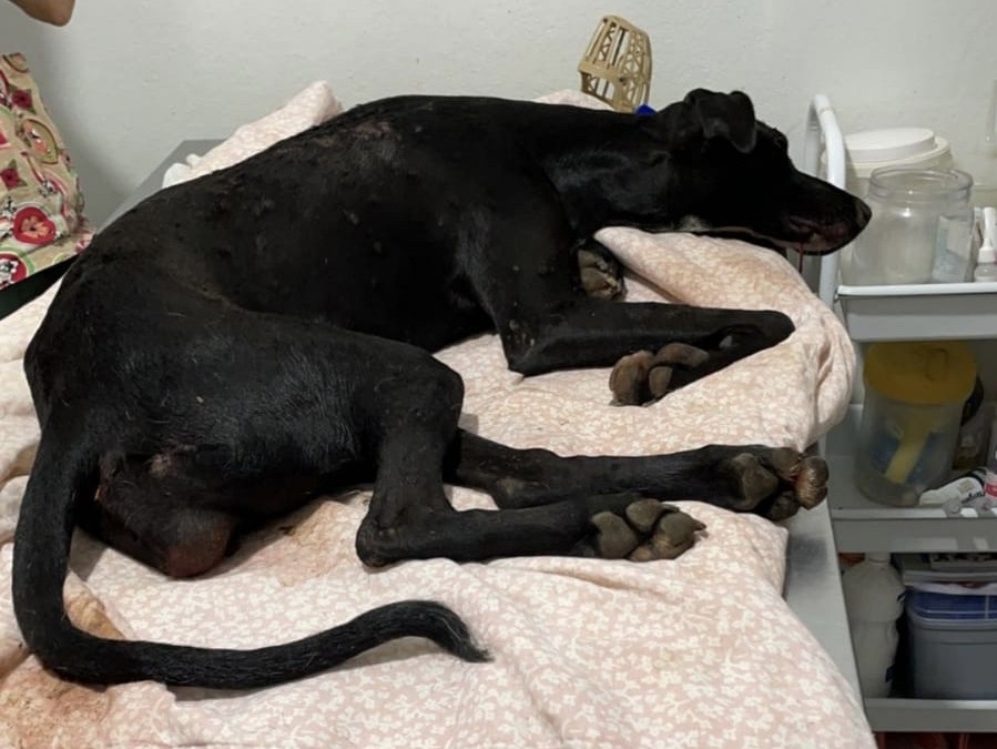 Cadela que pode ter sido vtima de zoofilia morre aps ser resgatada