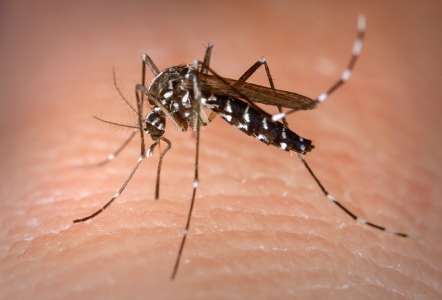 Em meio a pnico do Covid, secretrio alerta para aumento de casos de dengue e baixa vacinao de crianas