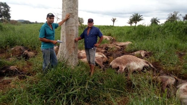 Raio mata mais de 30 cabeas de gado durante temporal em zona rural
