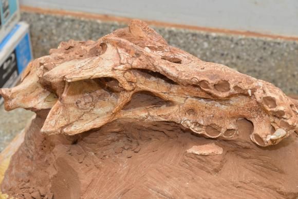 Pesquisadores da Universidade de Braslia j comearam a preparar e estudar o fssil do titanossauro