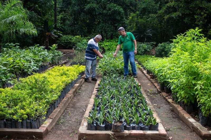 Limpurb realiza plantio de mudas em Horto Florestal; 30 mil mudas produzidas por ms