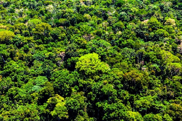 Mato Grosso aplicou R$ 500 milhes em multas por crimes contra a floresta em 2020