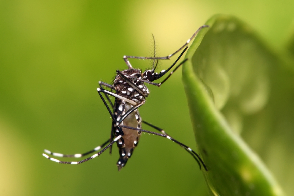 Casos da dengue ultrapassam 20 mil notificaes em MT e chikungunya atinge mais de 6 mil casos