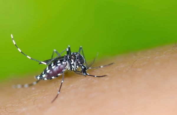 Cuiab est em zona de risco em casos de dengue, zika e chikungunya