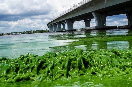 As algas 'guacamole' que obrigaram a Flórida a declarar estado de emergência