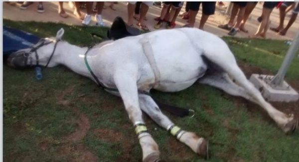 Descarga eltrica mata cavalo na Arena Pantanal e mais seis PMs levam choque