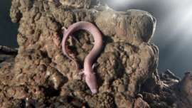 Cientistas aguardam nascimento raro de 'drages' em caverna na Eslovnia