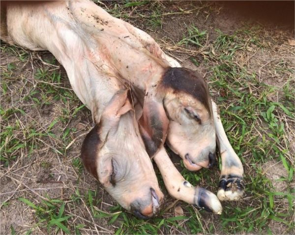 Bezerro nasce com duas cabeas em fazenda de Mato Grosso;  fotos 