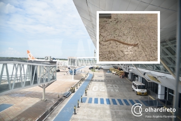 Cobra  encontrada perto do check-in do Aeroporto Marechal Rondon; veja vdeo