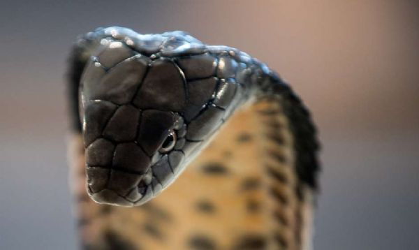 Fuga de 50 filhotes de cobra aterroriza cidade chinesa