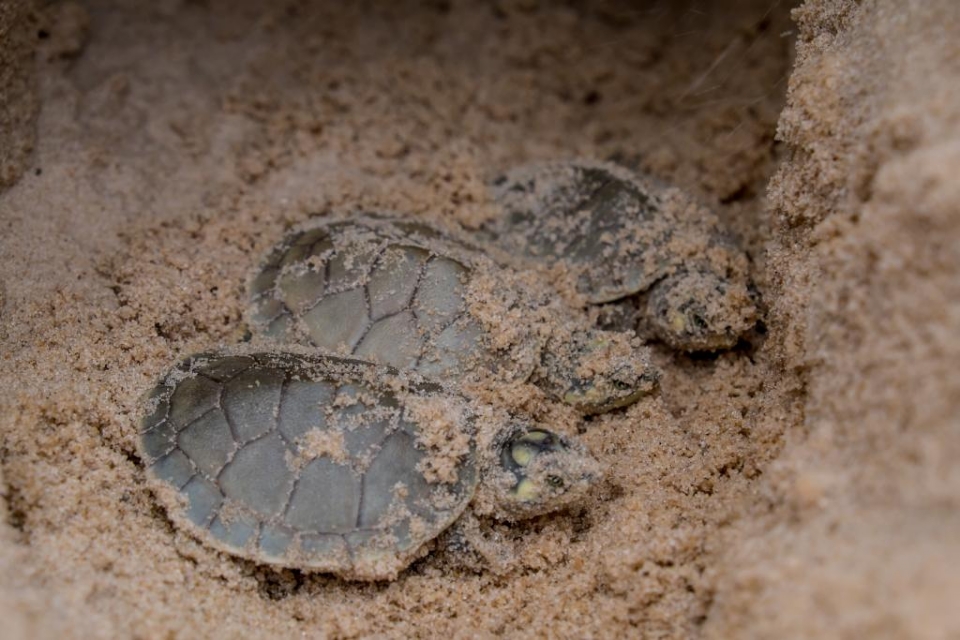 Parque estadual  berrio de mais de 350 mil filhotes de tartarugas-da-amaznia em 2022