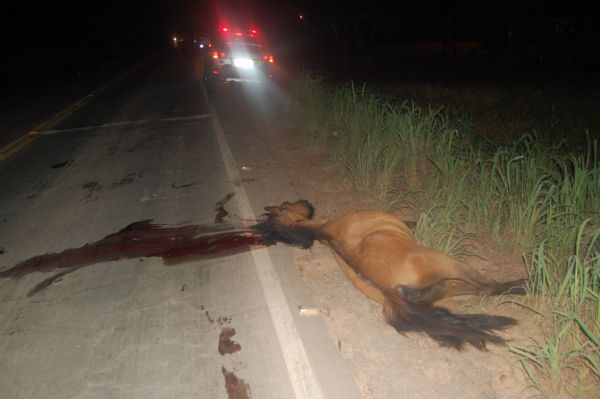 Cavalo  atropelado e morto na MT-040; motorista  levado ao PSM;  fotos