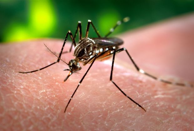 Adolescente de 14 anos morre com suspeita de dengue hemorrgica