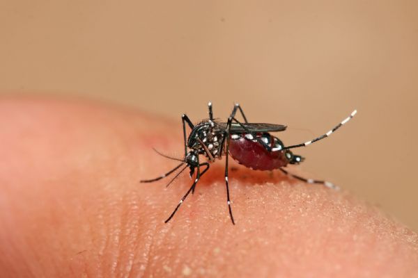 Cientistas descobrem anticorpo que pode ser capaz de neutralizar vrus da dengue
