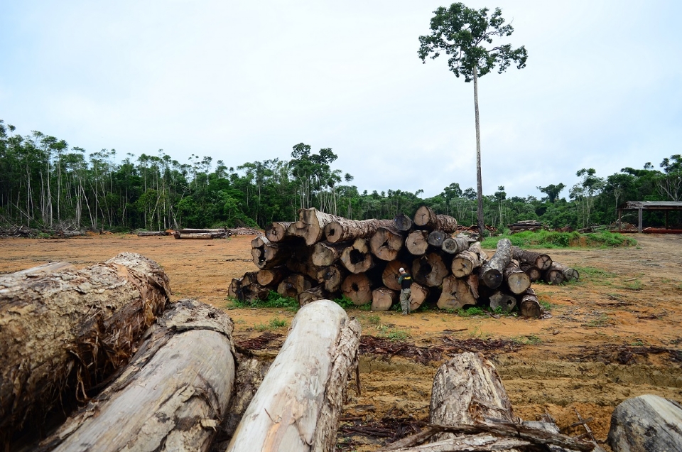 Mato Grosso concentra mais de 70% da explorao ilegal de madeira na Amaznia