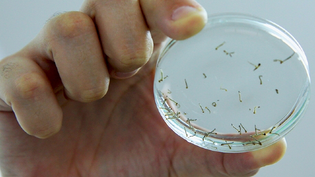 Pesquisadores da UFMT descobrem produto que mata larvas do mosquito Aedes Aegypti