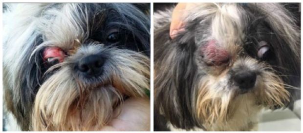 Advogada acusa Pet Shop de negligncia por ferimento que pode tirar a viso de cachorro; empresa nega