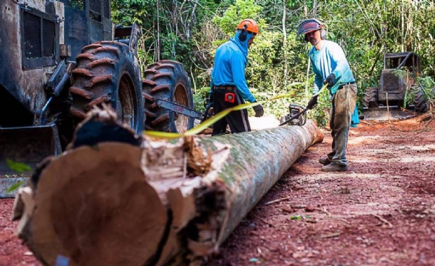 Mudana em lei que aumenta consumo de madeira sem reposio acende sinal de alerta, diz El Pas