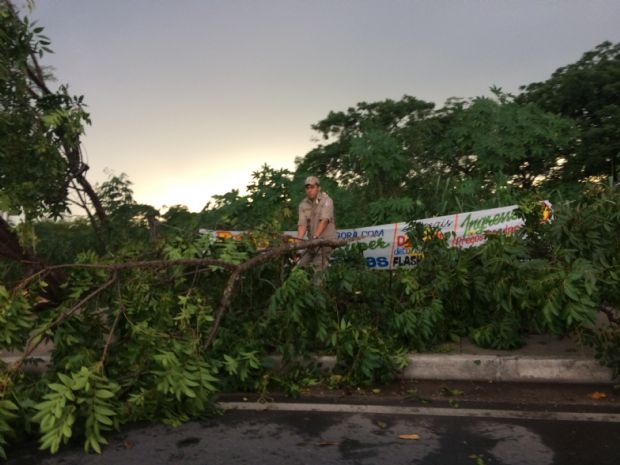 Chuva e vento derrubam rvores, postes e outdoors em Cuiab; Fotos