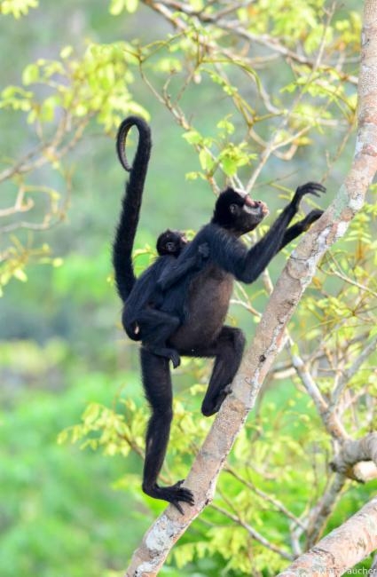 Espcie de macaco do Parque Cristalino entra para lista internacional dos ameaados de extino