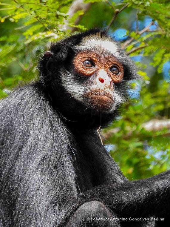 Desmatamento e queimadas em Mato Grosso aumentam riscos de extino para espcies de macacos