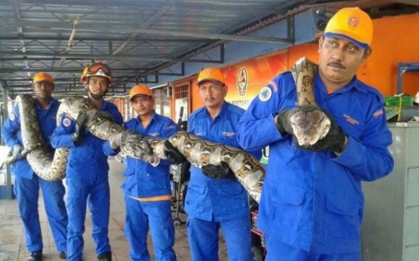 Morte misteriosa afasta pton de 8 metros do ttulo de maior cobra do mundo
