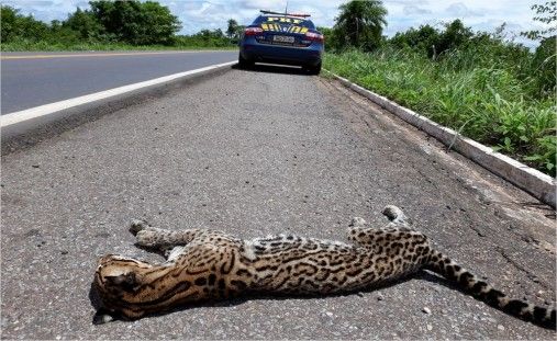 Jaguatirica  atropelada e morta em rodovia federal de Mato Grosso