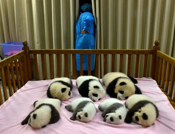 Populao de pandas gigantes aumenta na China