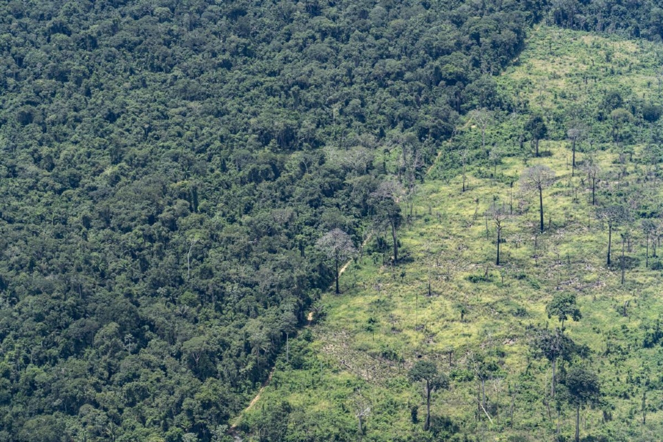 Rede Xingu+ lana documento denunciando crescimento no desmatamento e roubo de madeira em MT