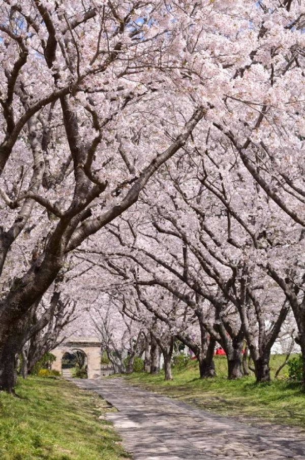 Japo adere ao rosa 'sakura' na florada das cerejeiras
