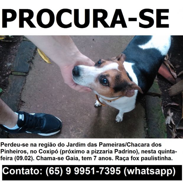 Dono procura cachorrinha sumida h dois dias no Jardim das Palmeiras