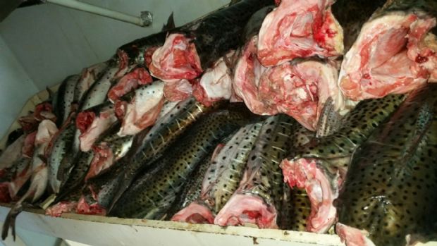 Homem  preso com quase 400 kg de pescado ilegal em Barra do Garas