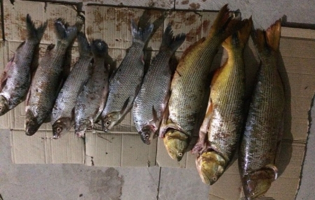 Quinze quilos de pescado irregular e tarrafo so apreendidos em rodovia